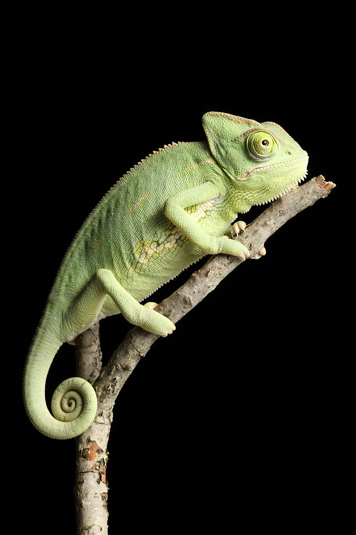 Veiled Chameleon on a Stick