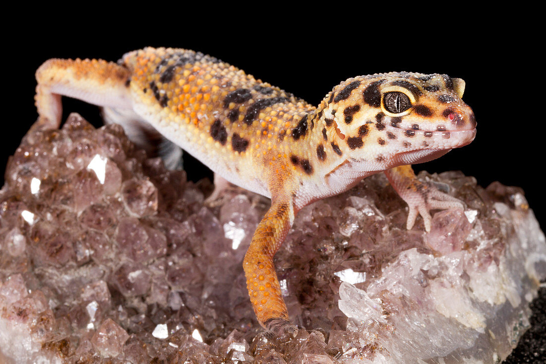 Leopard Gecko (Eublepharis macularius) on quartz