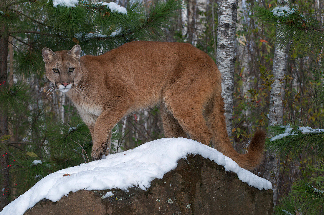 Mountain Lion in Boreal Forest