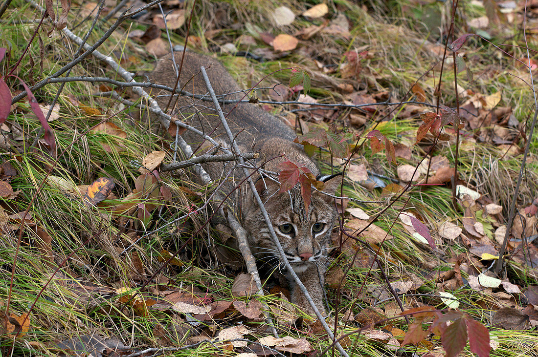 Bobcat Stalking