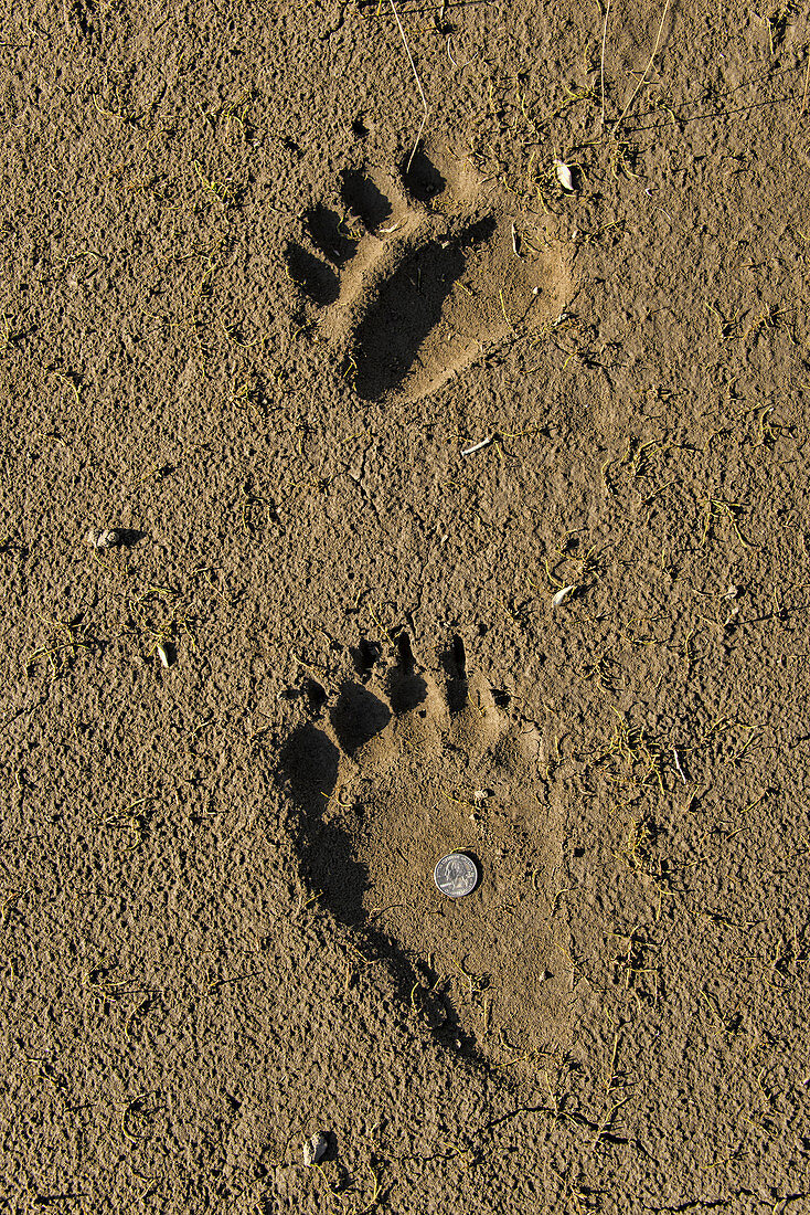 Grizzly Bear Tracks, AK