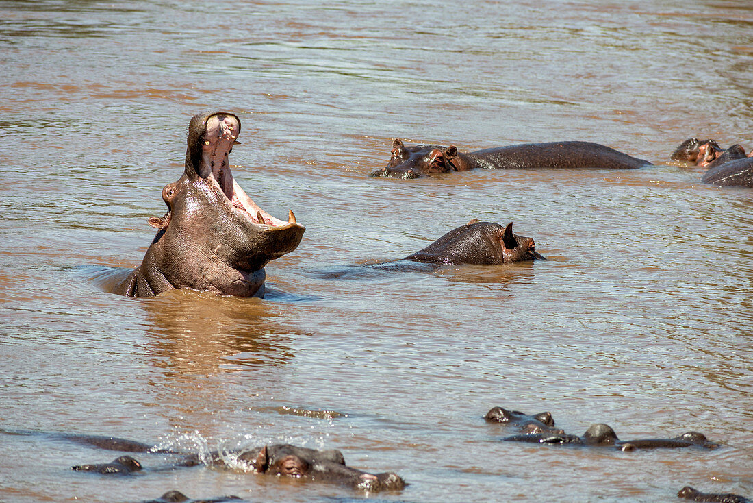 Yawning Hippo, Kenya