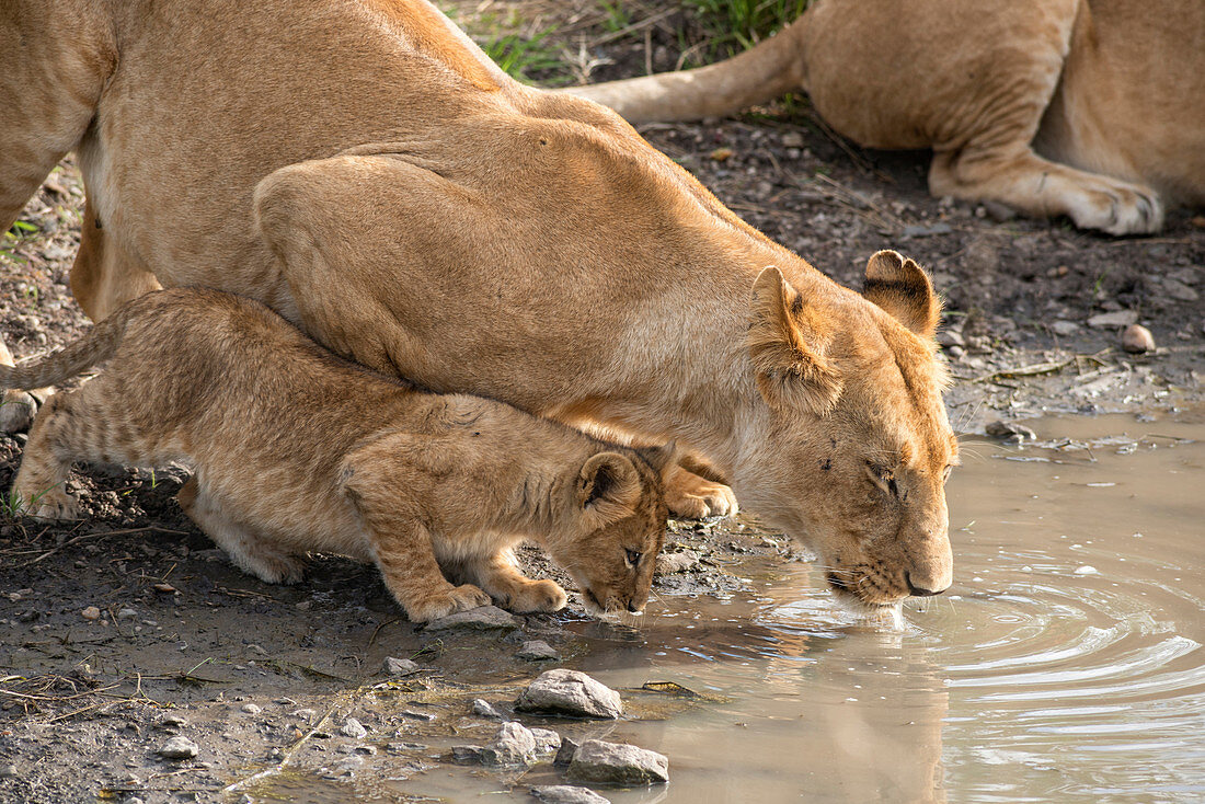 Lioness and Cub Drinking, Kenya