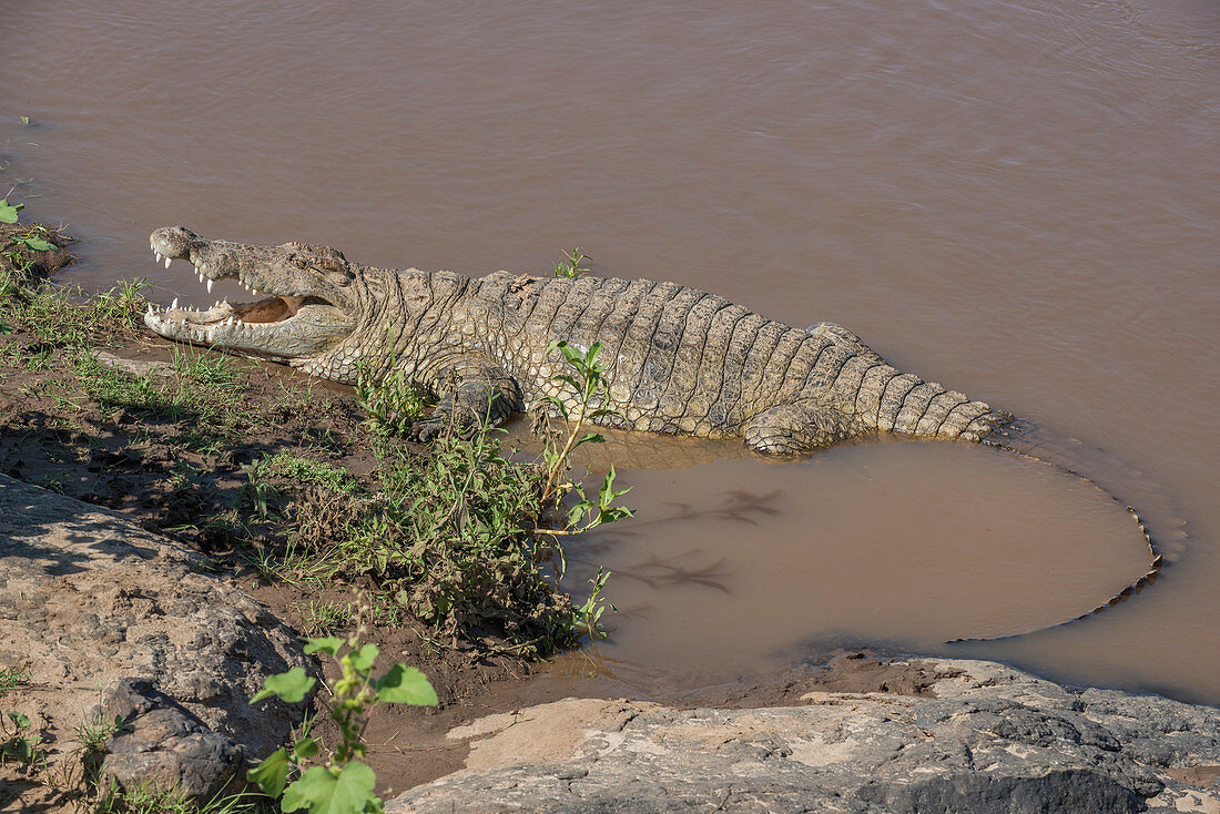 Crocodile Lying on Riverbank