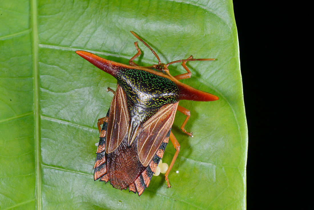 Spiny shield bug