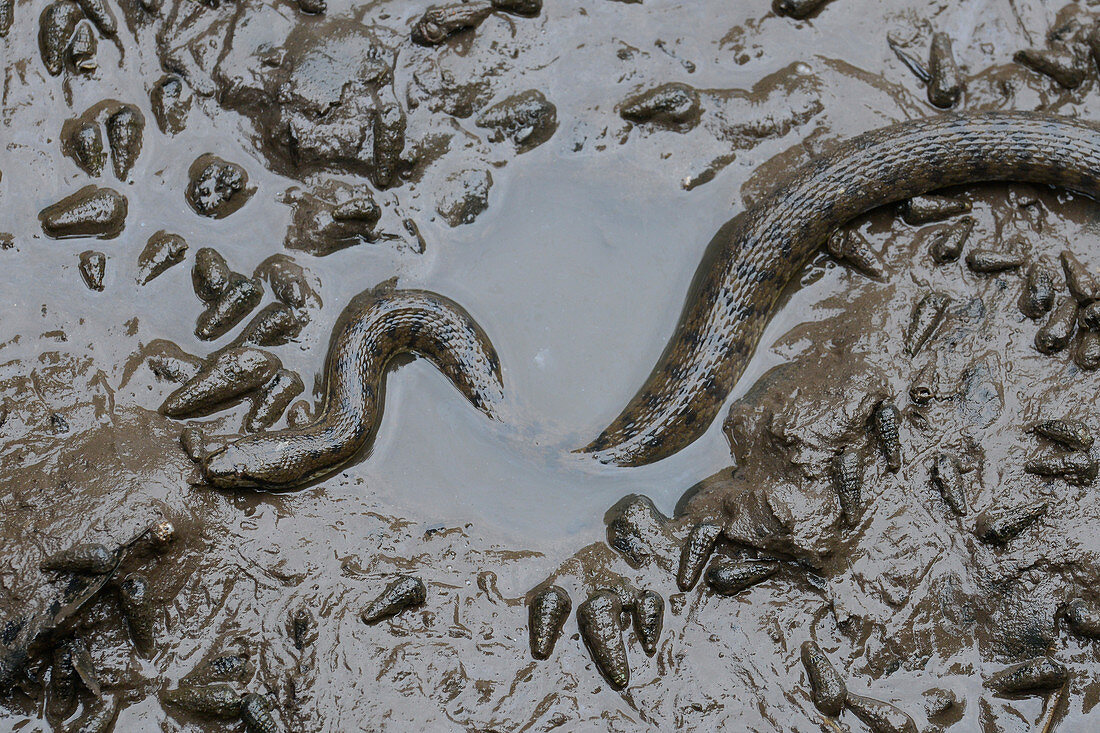 Dog-faced water snake