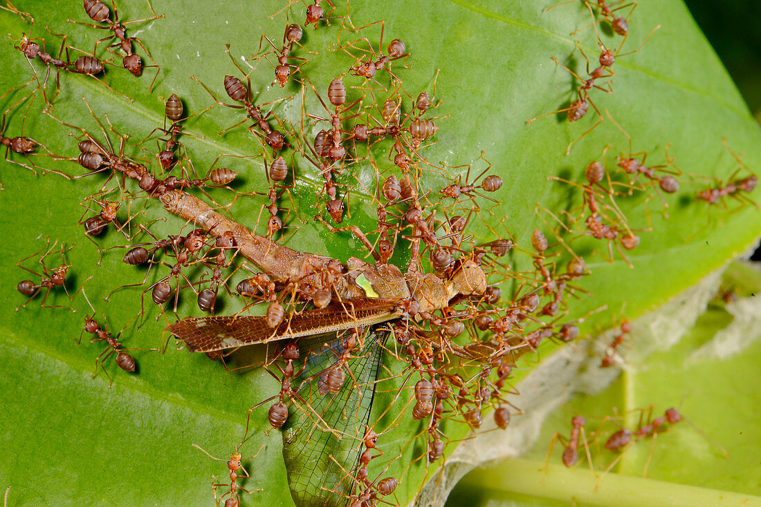 Weaver ants attacking grasshopper