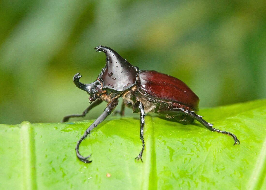 Rhinoceros Beetle