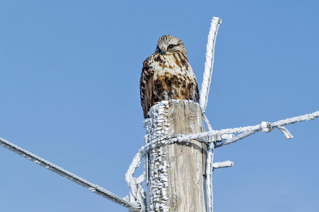 Rough-legged Hawk, Buteo lagopus