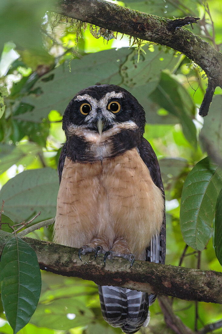 Spectacled owl, Pulsatrix perspicillata