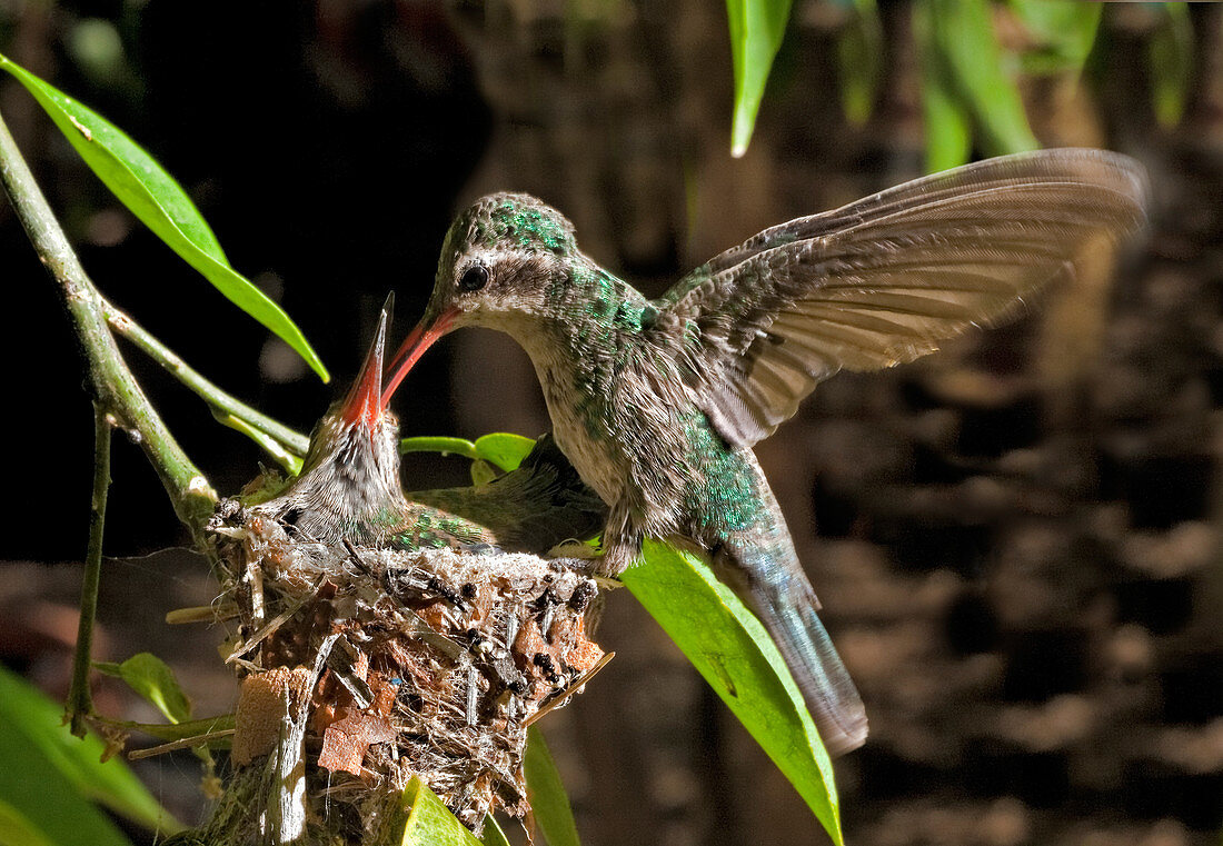 Costa's Hummingbird with Young
