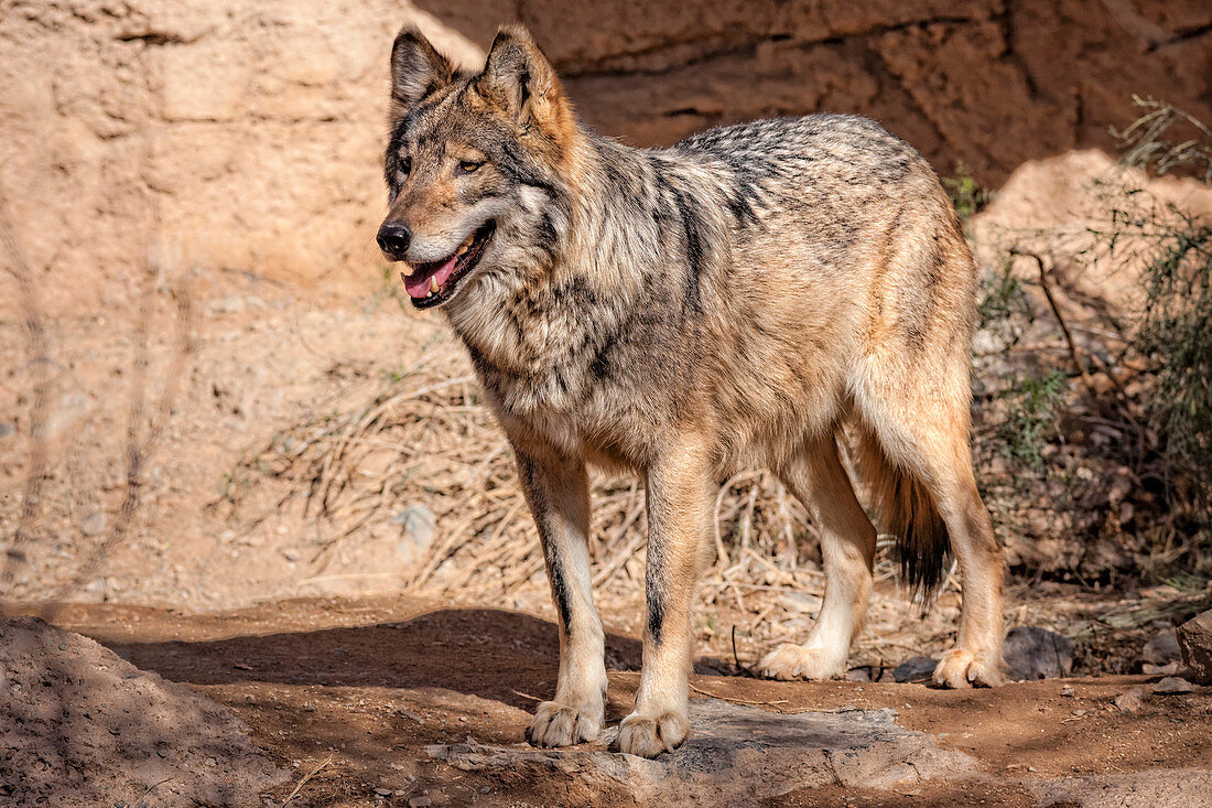 Endangered Mexican Wolf