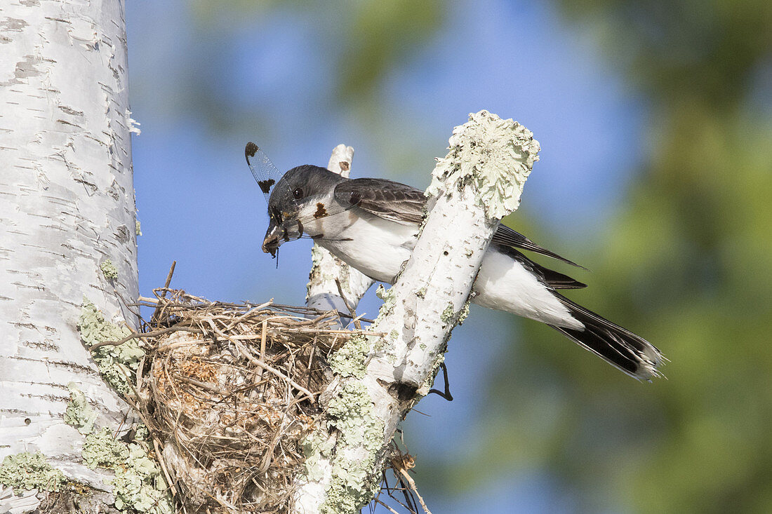 Eastern Kingbird at Nest Site