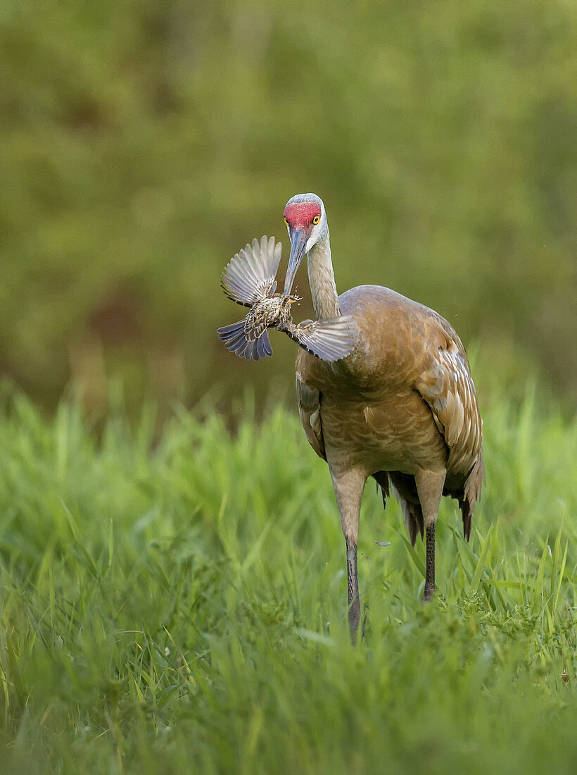 Sandhill Crane Eating Red-Winged Blackbird