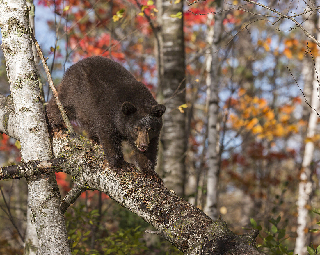 American Black Bear