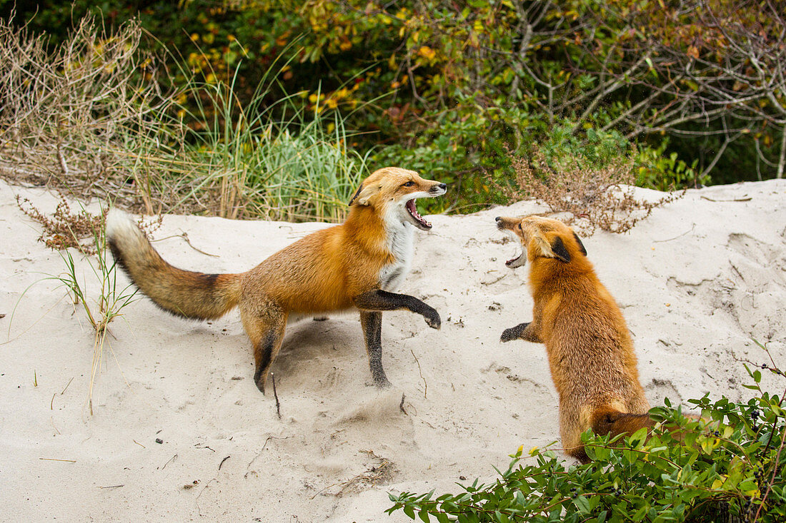 Red Fox Fight