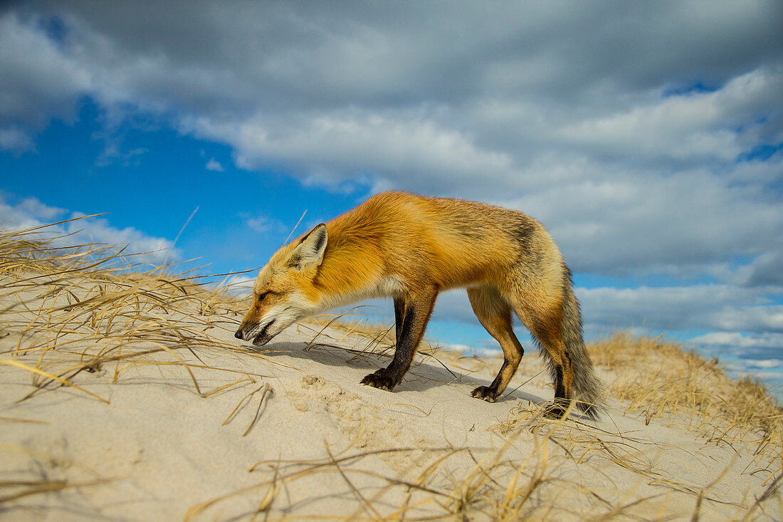 Red Fox on Sand Dune