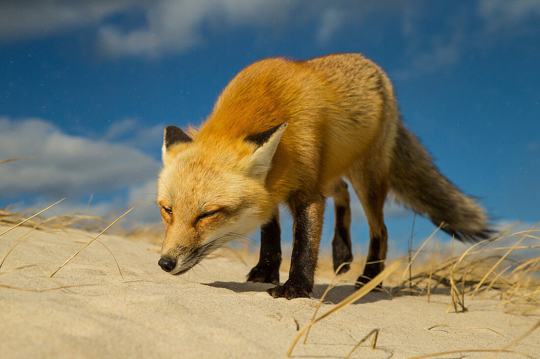 Red Fox in Wind