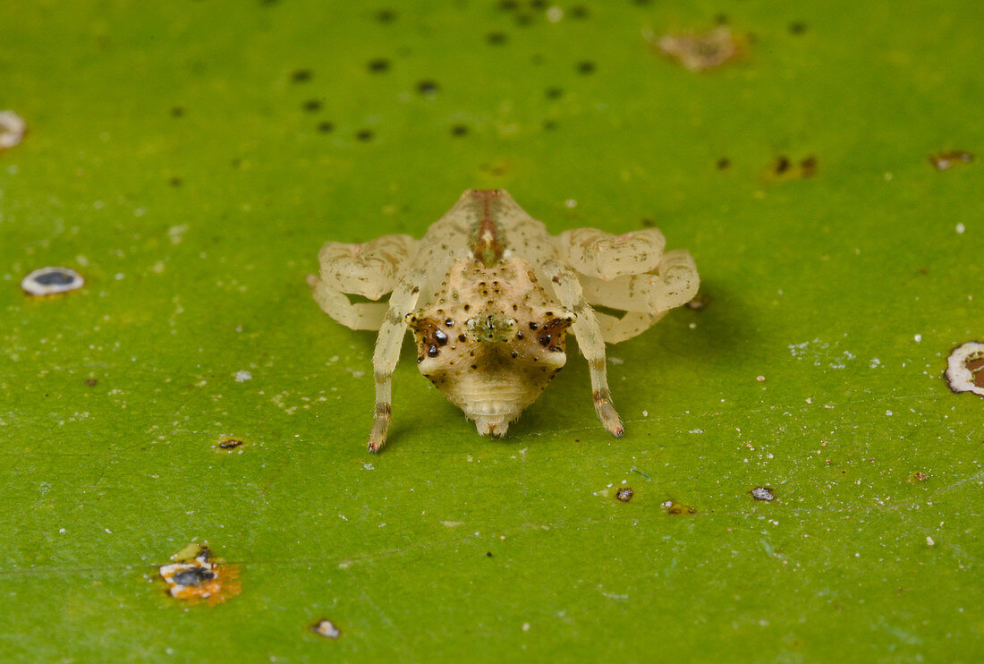 Dead leaf crab spider