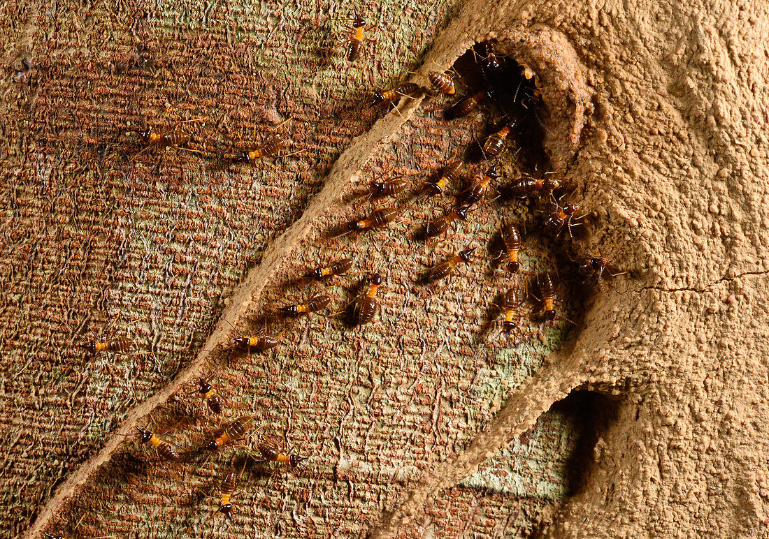Tree termites