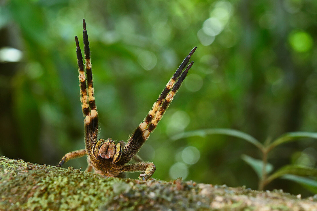 Brazilian Wandering Spider threat display