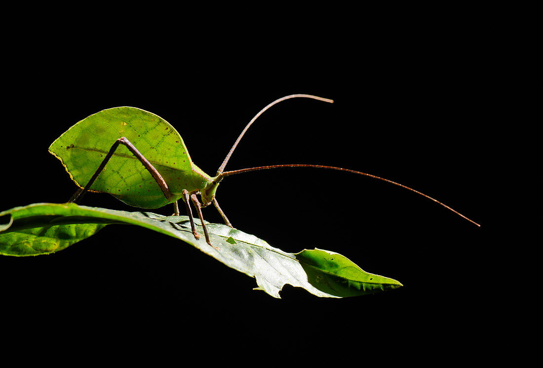Green Leaf katydid