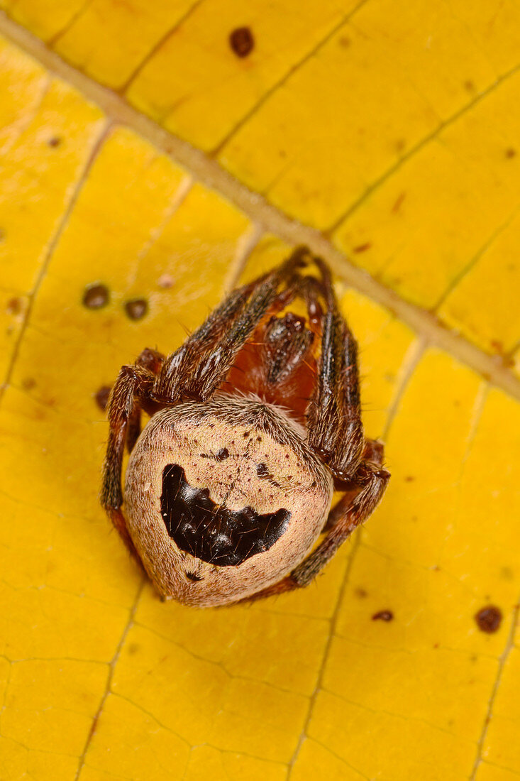 Happy face spider