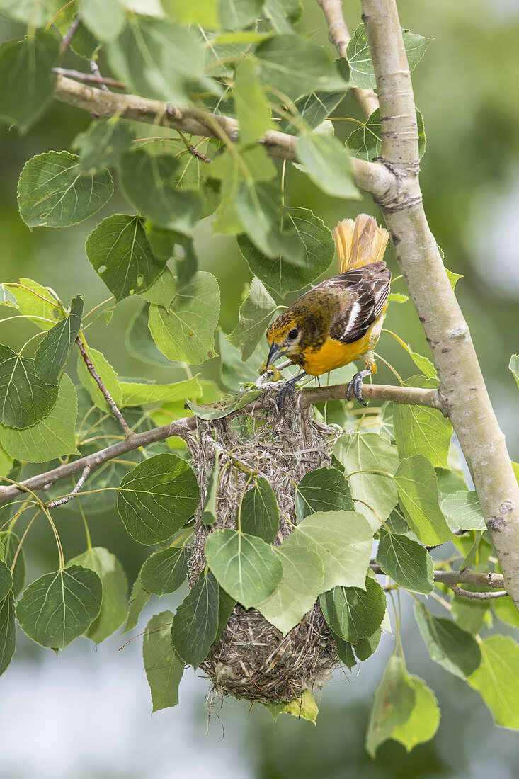 Female Baltimore Oriole