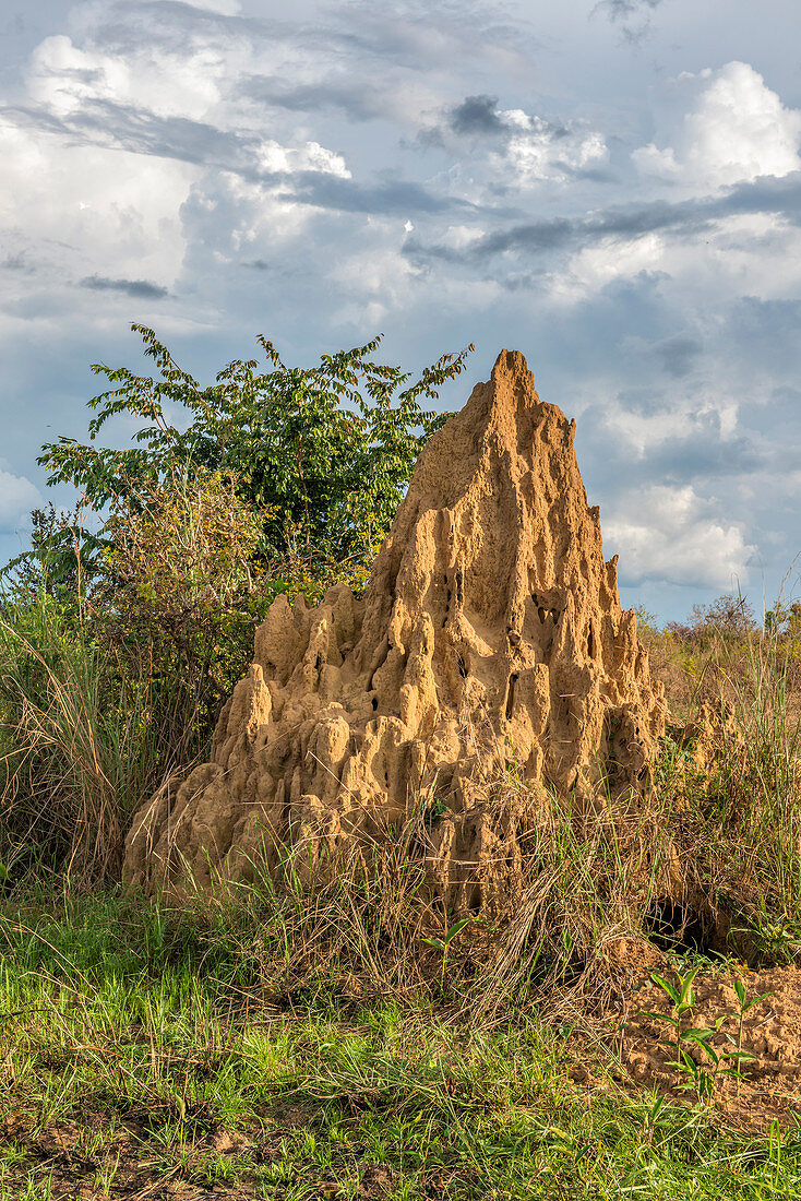 Termite Mound, Odzala, Congo