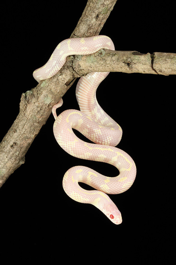Albino California kingsnake
