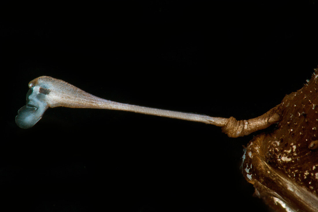 Horned Lanternfish (Centrophryne spinulosa)