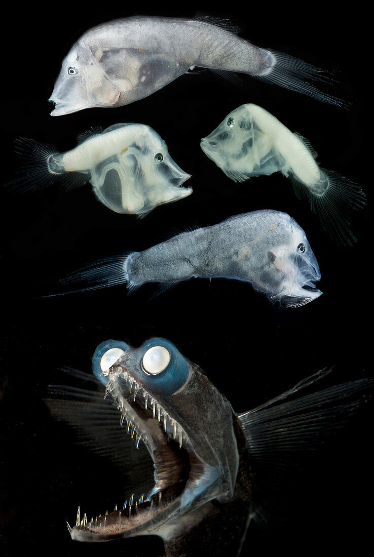 Telescopefish (Gigantura sp.) life stages