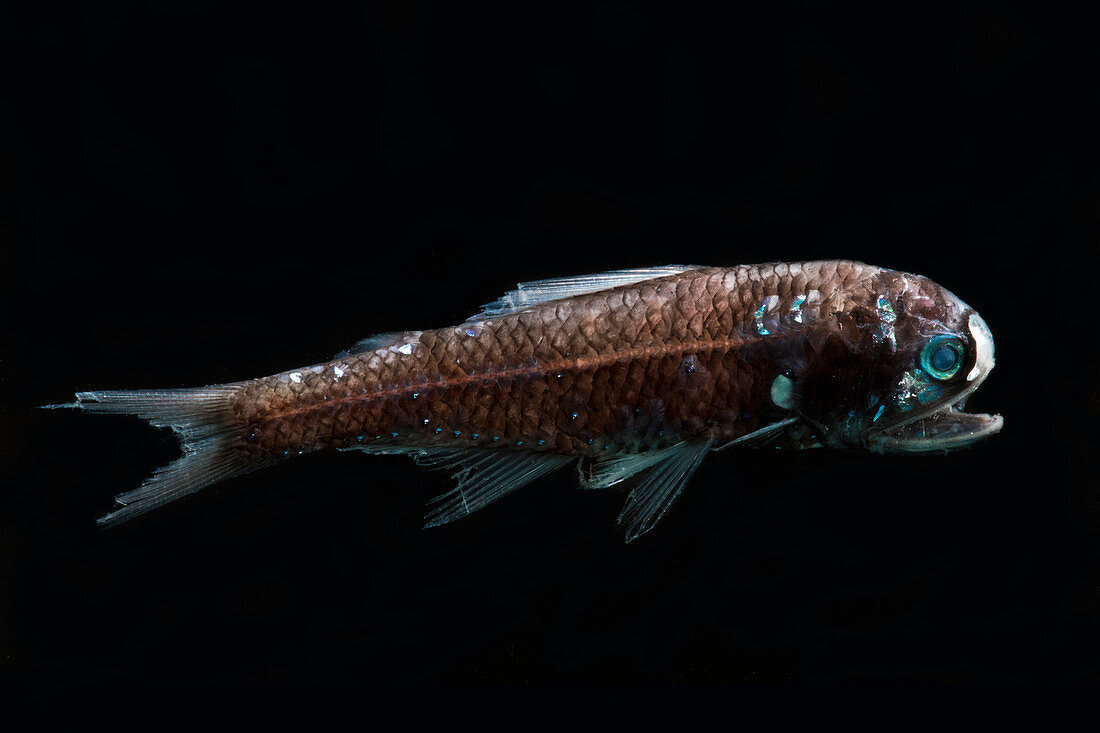 Lanternfish (Diaphus lucidus)