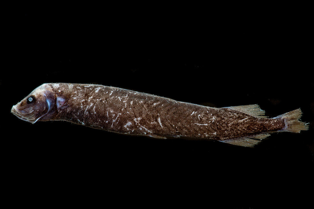Starry Smooth-head (Photostylus pycnopterus)