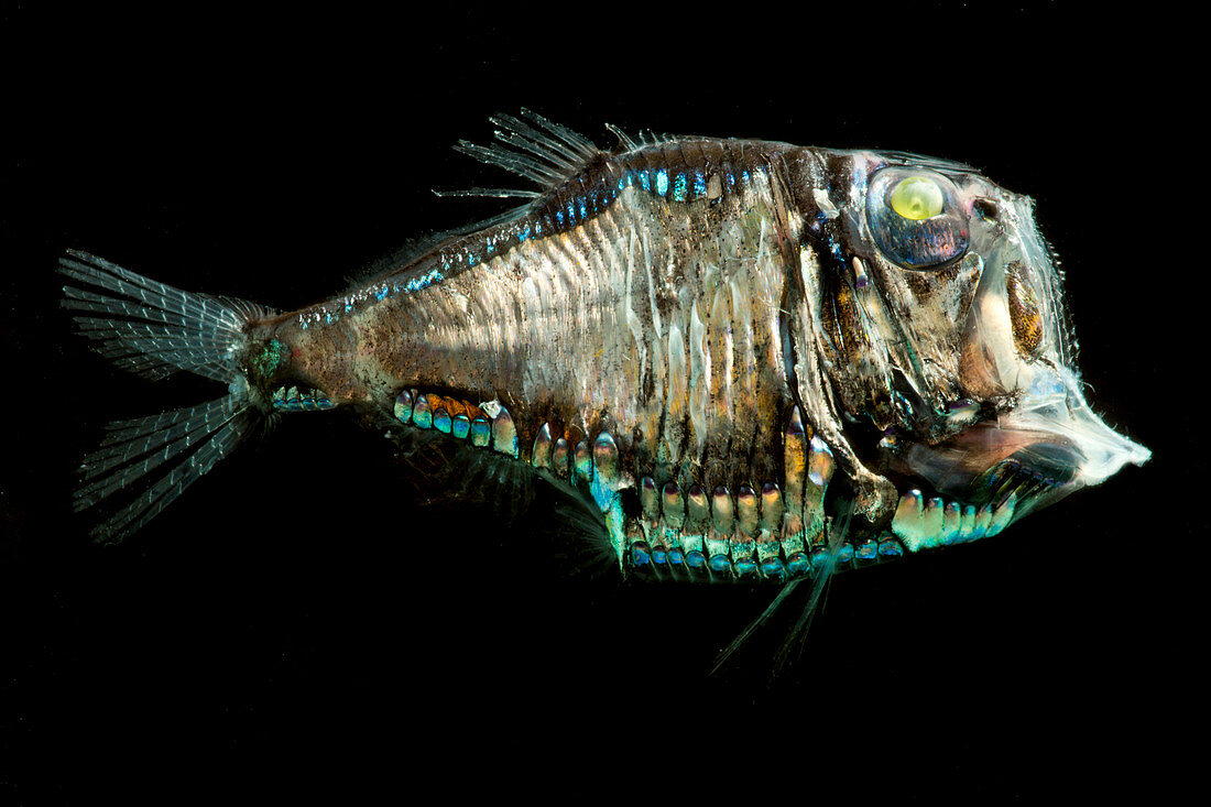 Pacific Hatchetfish (Argyropelecus affinis)