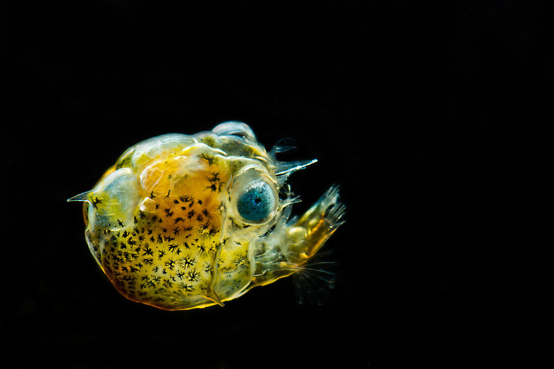 Pea Crab Larva (Pinnotheridae sp.)
