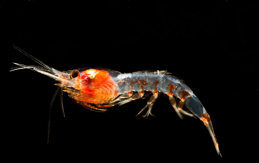 Mesopelagic Shrimp (Janicella spinicauda)