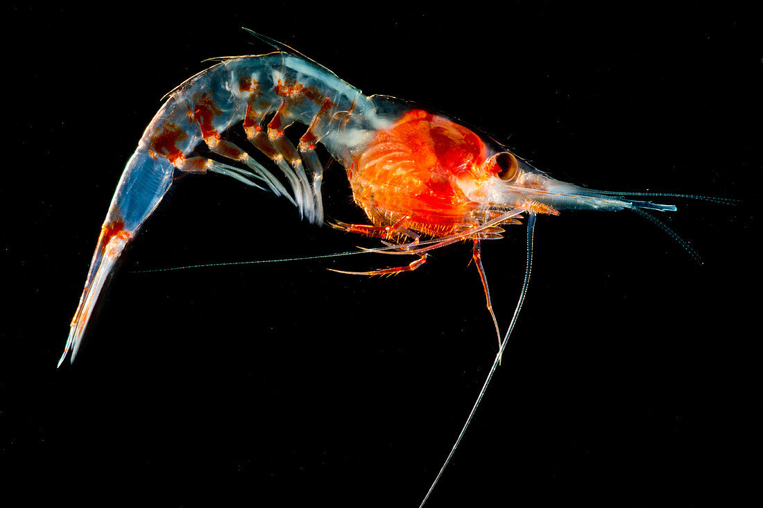 Shrimp (Janicella sp.)