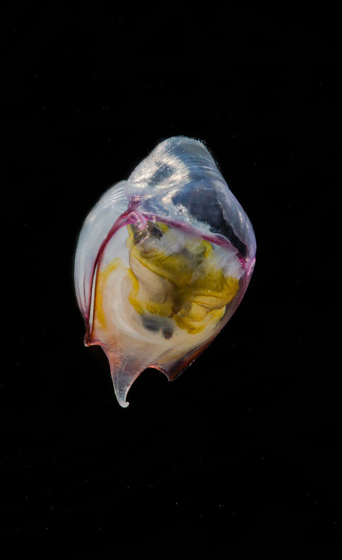 Pelagic Snail (Cavolinia gibbosa)