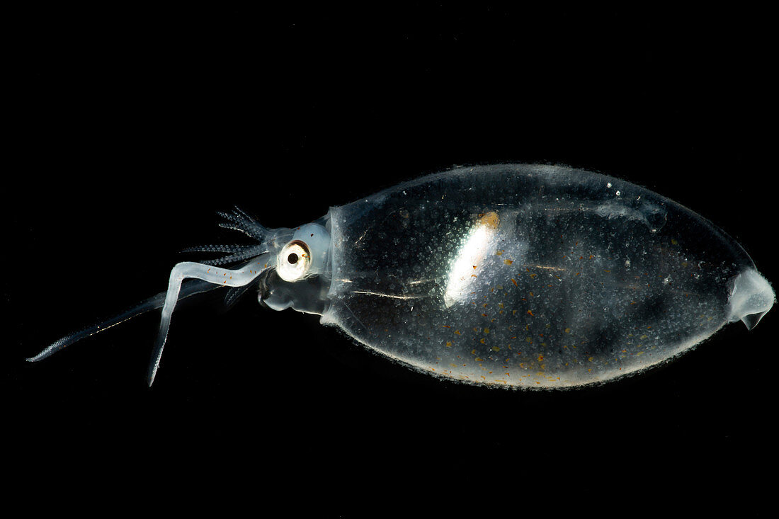 Cockatoo squid (Cranchia scabra)