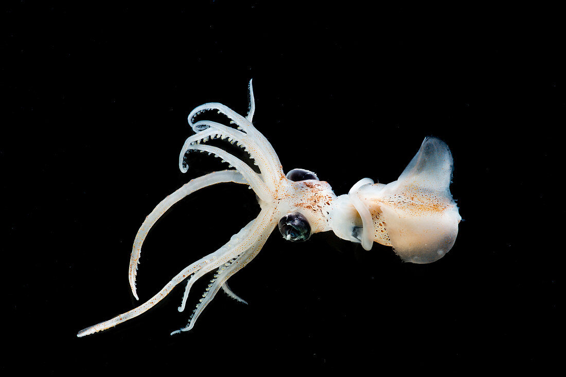 Sharpear Enope Squid (Ancistrocheirus lesueurii)