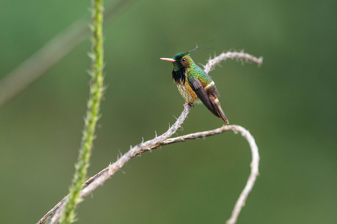 Black-crested coquette, Lophornis helenae