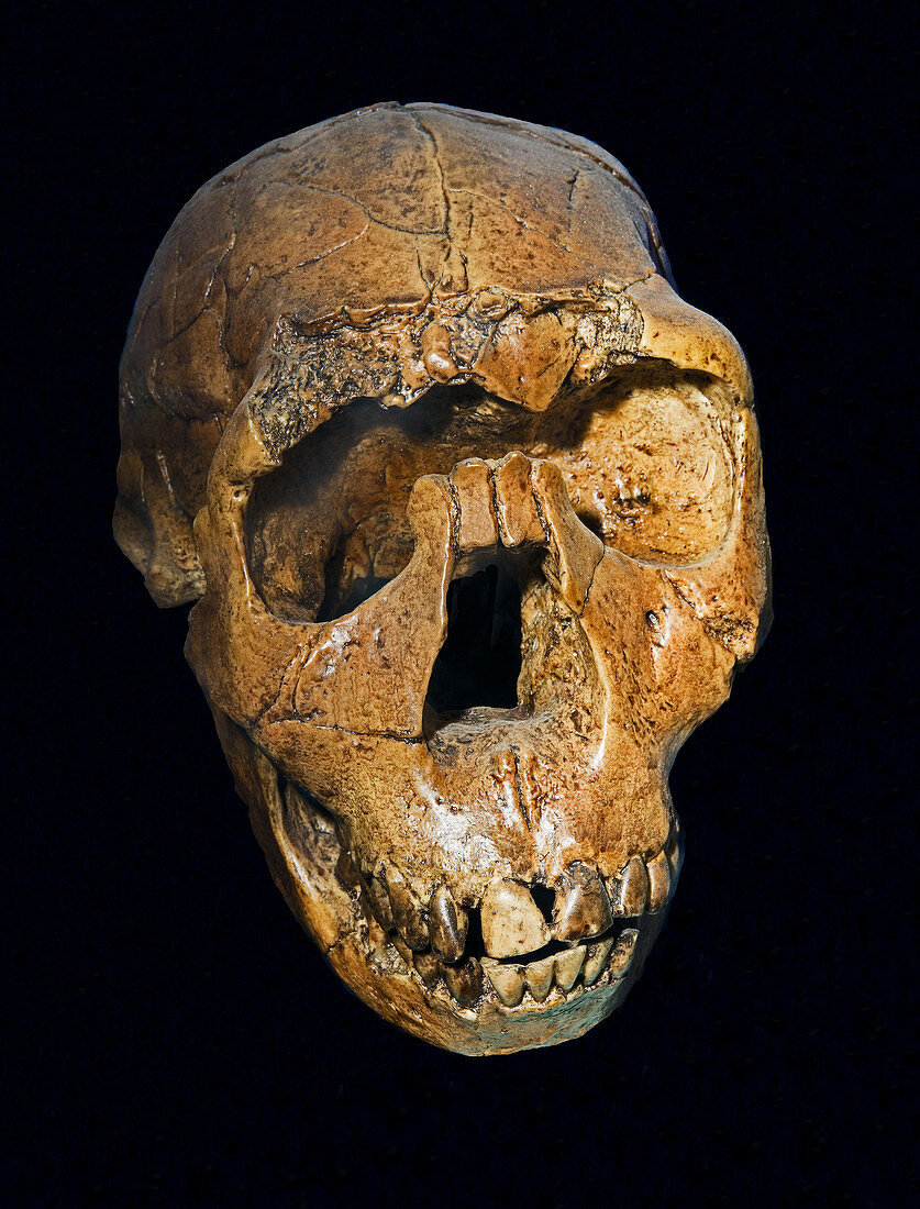Homo ergaster Nariokotome boy skull