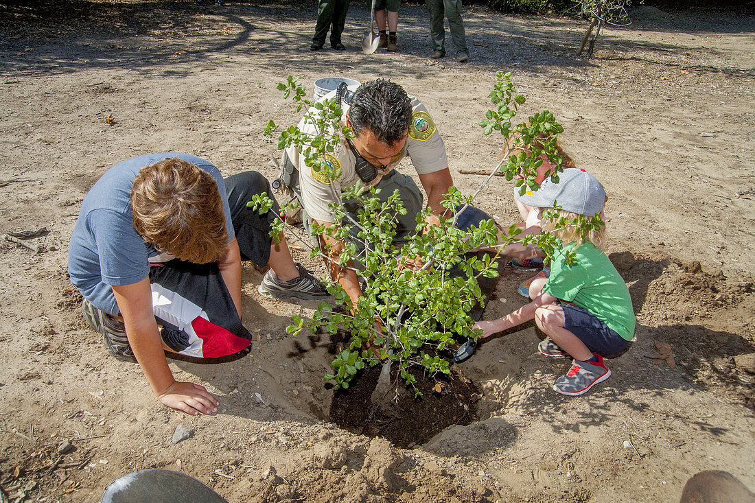Children planting oak tree, USA