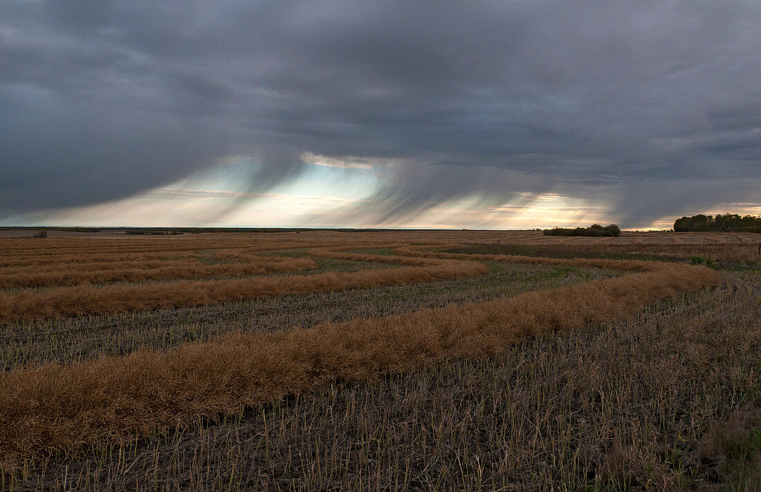 Virga over farm field