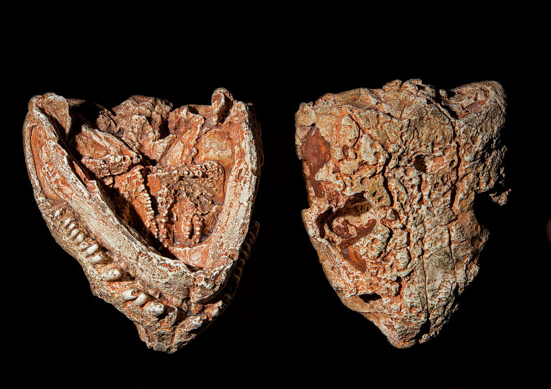 Cotylorhynchus romeri skull and lower jaw