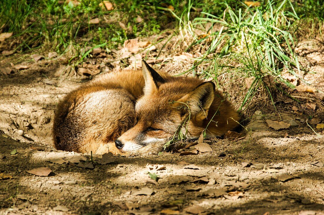Adult red fox resting