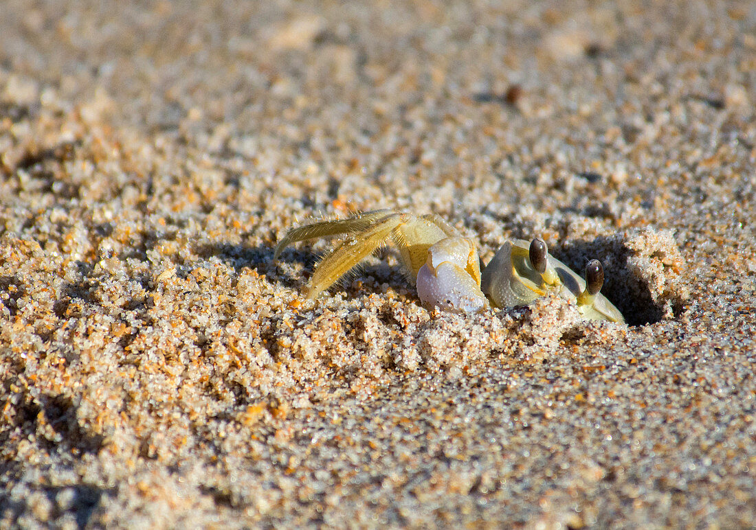 Atlantic Ghost Crab digging burrow