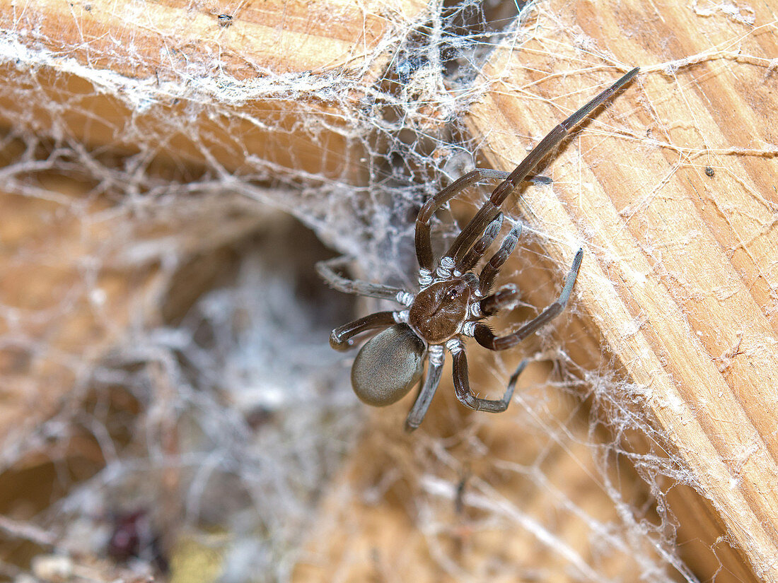 Southern House Spider, or Crevice Spider