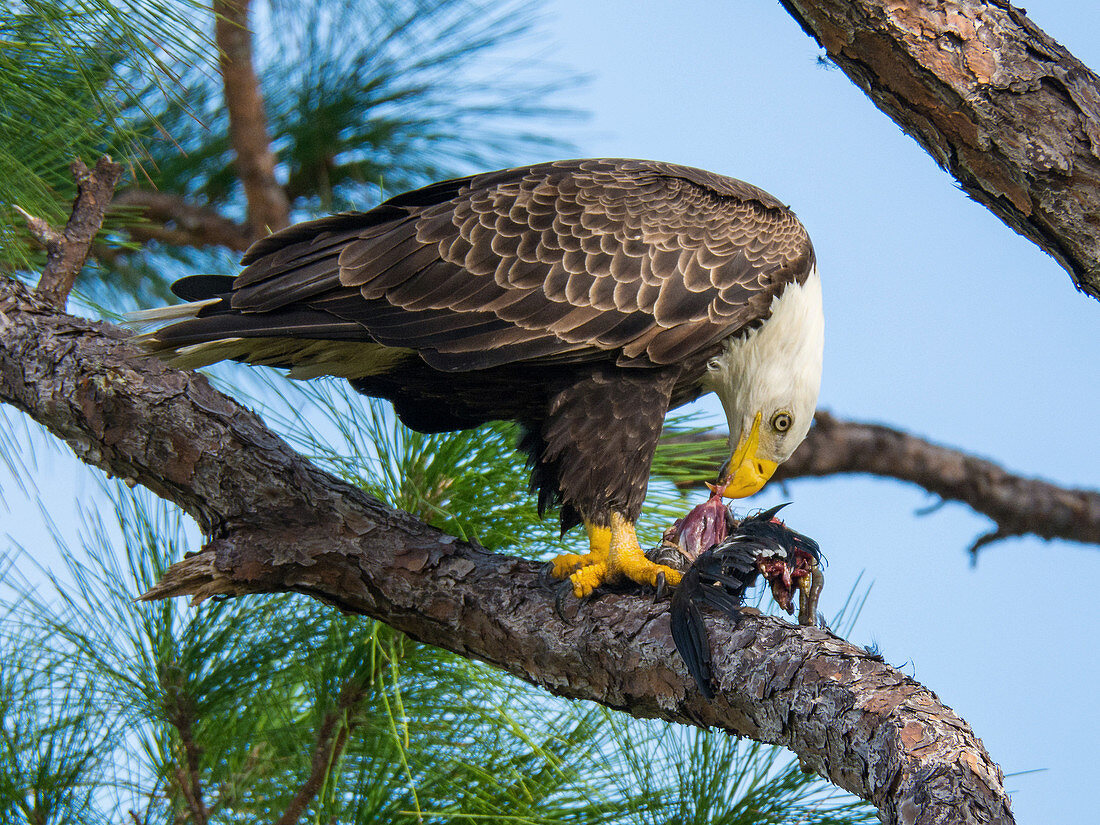Bald Eagle eating Coot